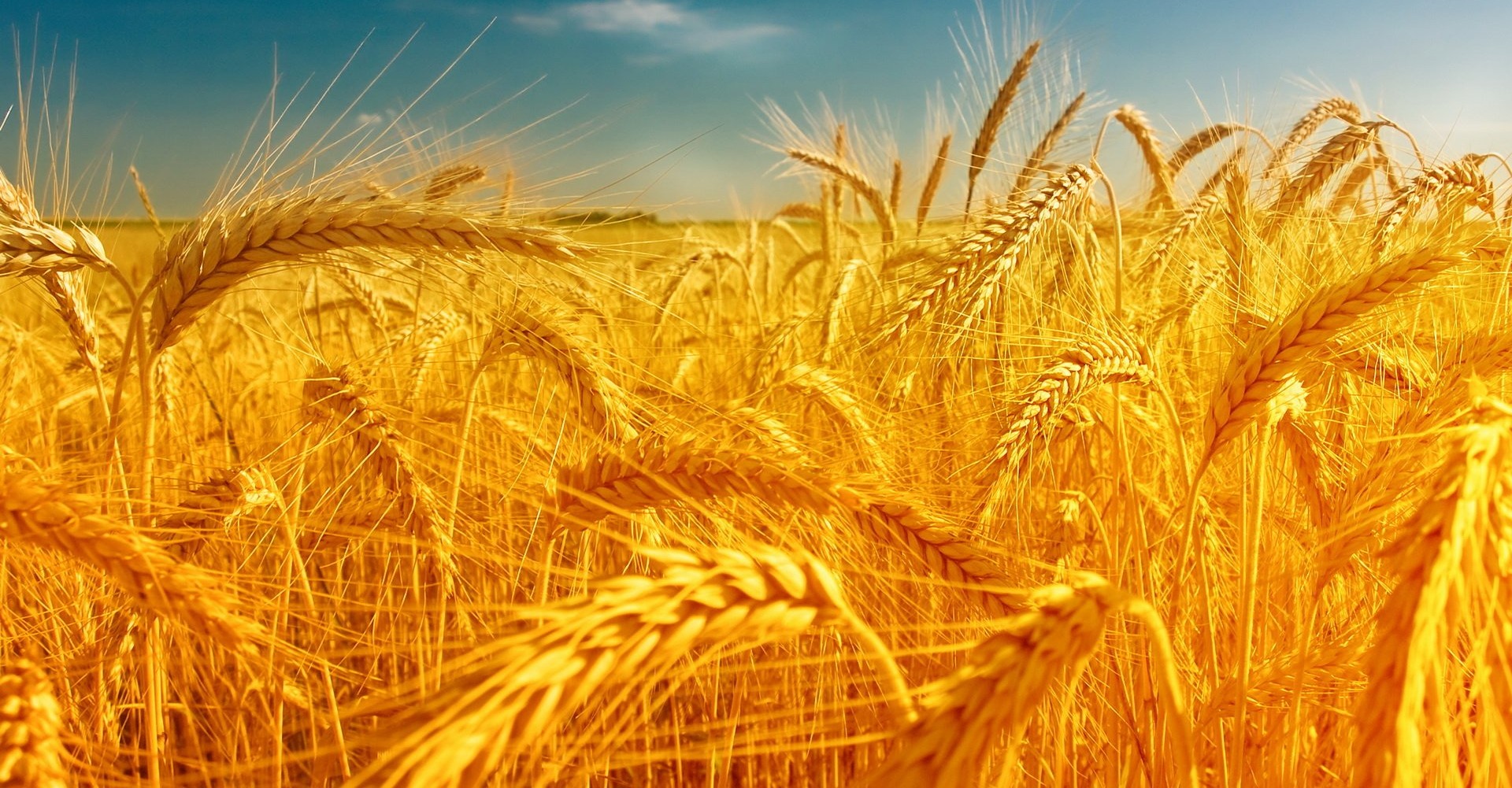 Nanotehnologia a arătat un mare potențial în agricultura de precizie.